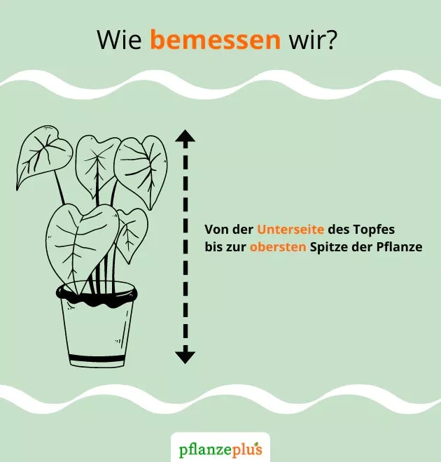 Pflanzengröße messen