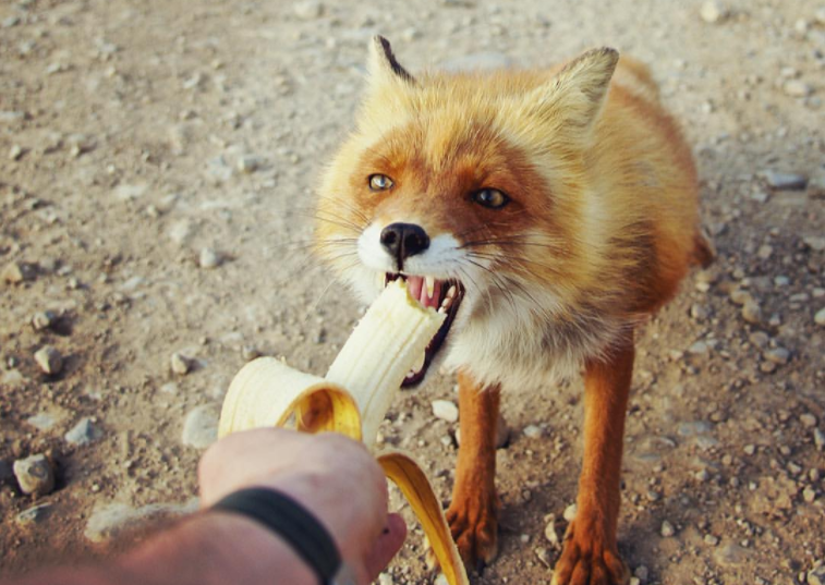 1 kg Bananen für 0,89€ bei Kaufland und Aldi Süd