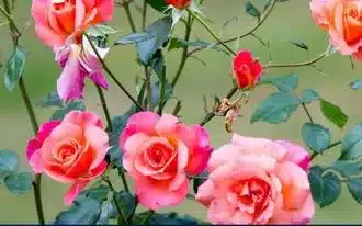 Merseburg (sehr lokal): Ein zweites Leben für die Rosengarten Rosen