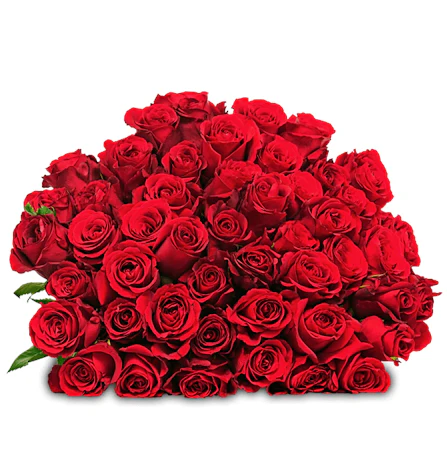 Blume Ideal: Blumenstrauß mit 44 roten Rosen (50cm Länge) für 24,98€