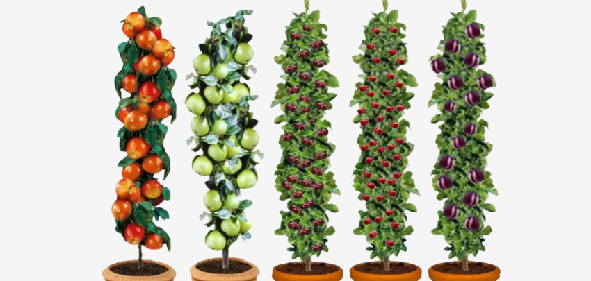 Obstbaum-Set für 48€ 🌳 - inkl. Versand, AAA-Qualität, selbstbestäubend - Jetzt Garten aufpeppen!