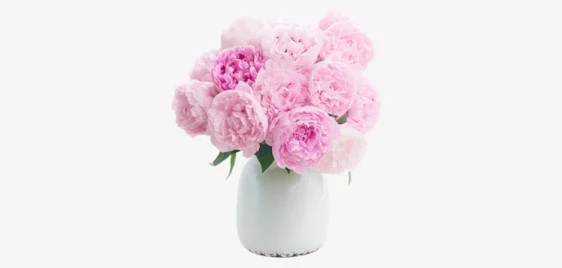 Ein Traum in Rosa! 🌸 15 gefüllte Pfingstrosen verschenken für 28€ 💐
