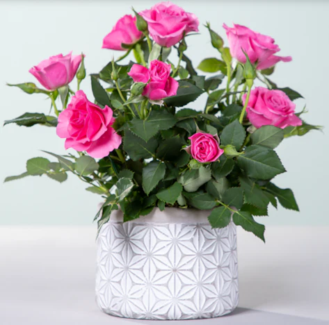 Topfrose Infinity mit Übertopf für 10€ - mit 25cm Wuchshöhe