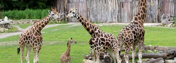 2 Tage Leipzig mit 4* Hotel & Zoo nur 69€!!!