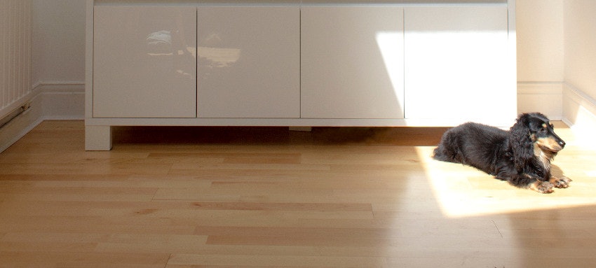 saugroboter-mit-oder-ohne-wischroboter-ratgeber-bild-darren-richardson-unsplash saug-und-wischroboter-hund-auf-boden-darren-richardson-unsplash