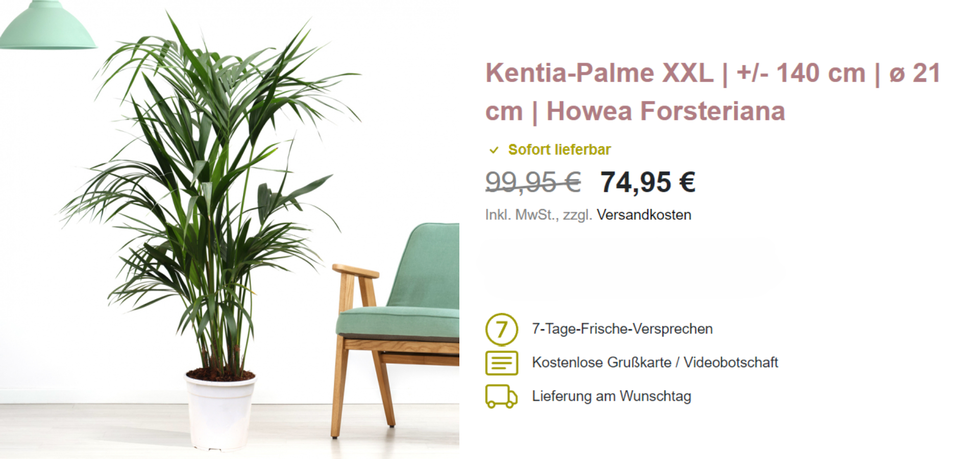 Kentia-Palme XXL für 90€ - Höhe circa 140 cm, ø 21 cm, Howea Forsteriana