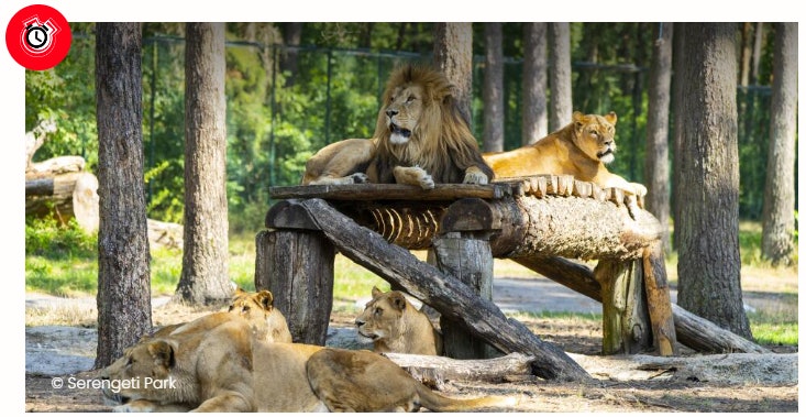 Travelcircus-Serengeti Travelcircus-Serengeti