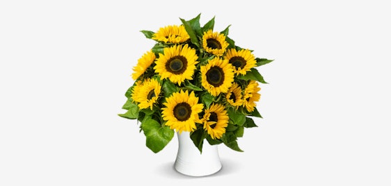 15 Sonnenblumen für 27€ verschicken - 50cm Länge, mit Frischemittel