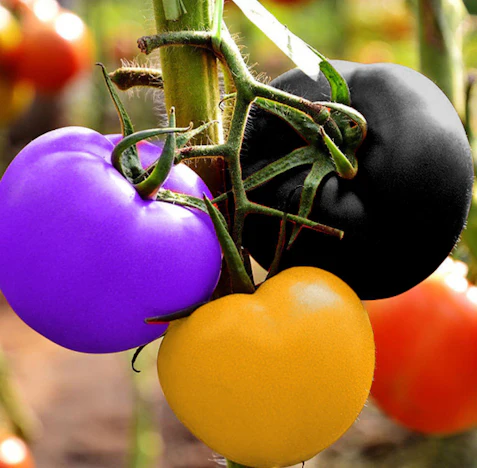 100 Regenbogen-Tomatensamen für 0,9€ inkl. Versand