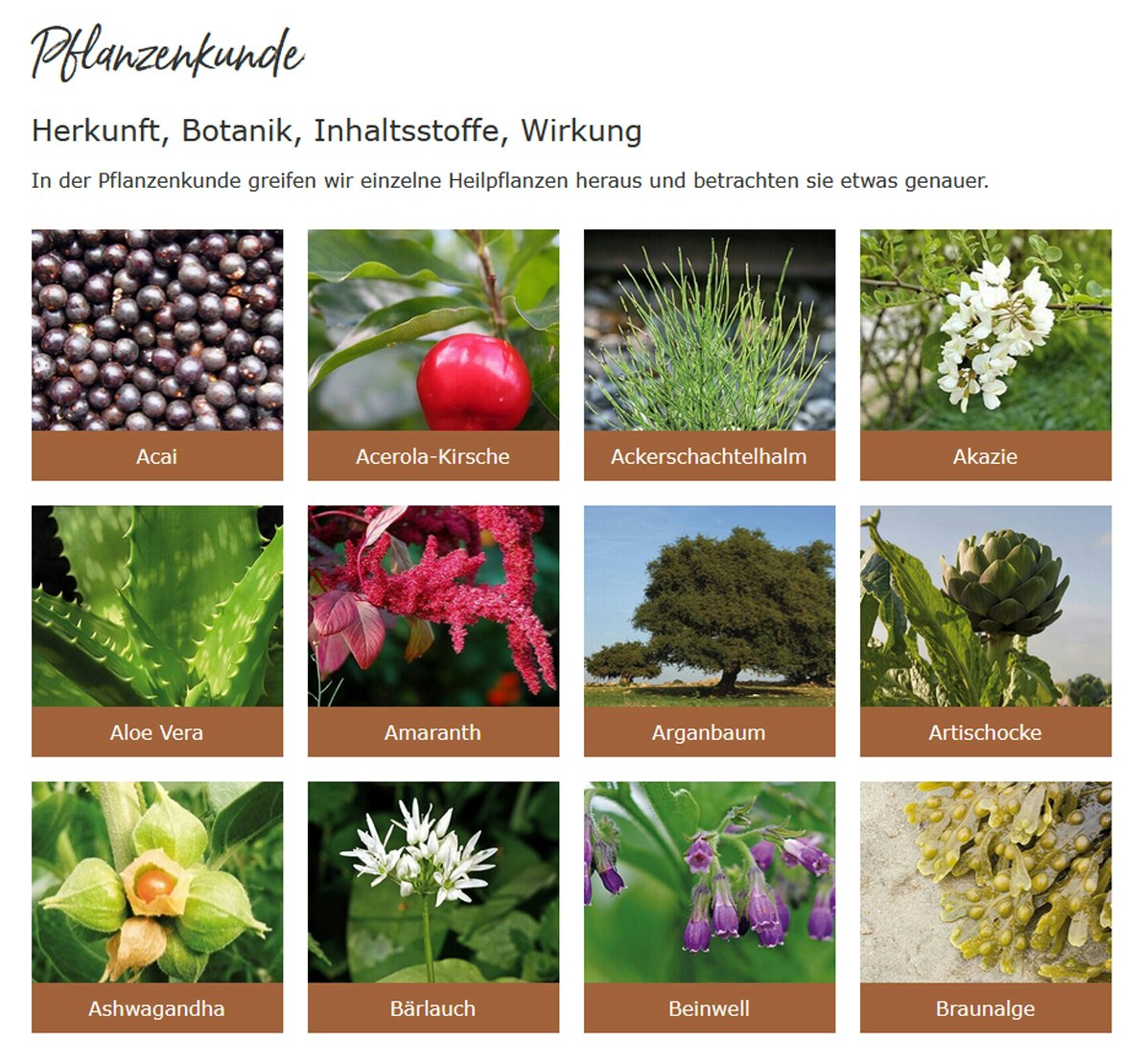 Bärbel Drexel Ratgeber Pflanzenkunde