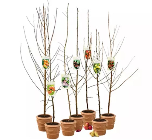 5er-Set Obstbaum-Setzlinge für 53€ - 170cm Höhe (Apfel, Birne, Süßkirsche, Sauerkirsche und Pflaume)
