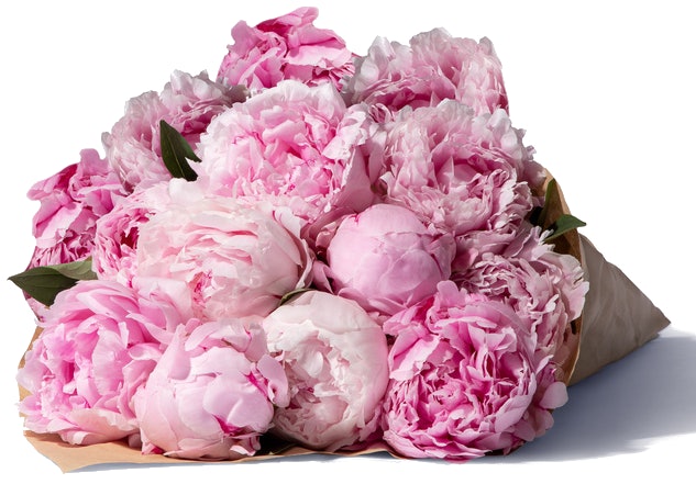 20-Pfingstrosen-Blume2000 20-Pfingstrosen-Blume2000