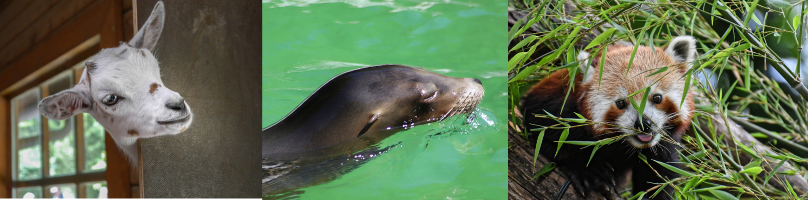 Mecklenburg-Vorpommern: Kostenloser Eintritt für Kinder in allen Zoos &amp; Tierparks