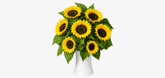 7 Sonnenblumen für 24€ verschicken - 50cm Länge, mit Frischemittel