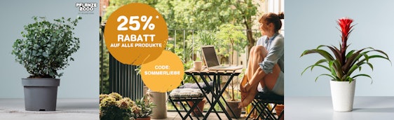 25% Sommer-Rabatt bei Pflanze2000 by Blume2000 – ab 25€ MBW, z.B.: Olivenbaum-Stämmchen ca. 85 - 100 cm für 32€