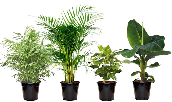 4x exotische Zimmerpflanzen für 25€ – Grünpflanzen mit 30-40 cm Höhe