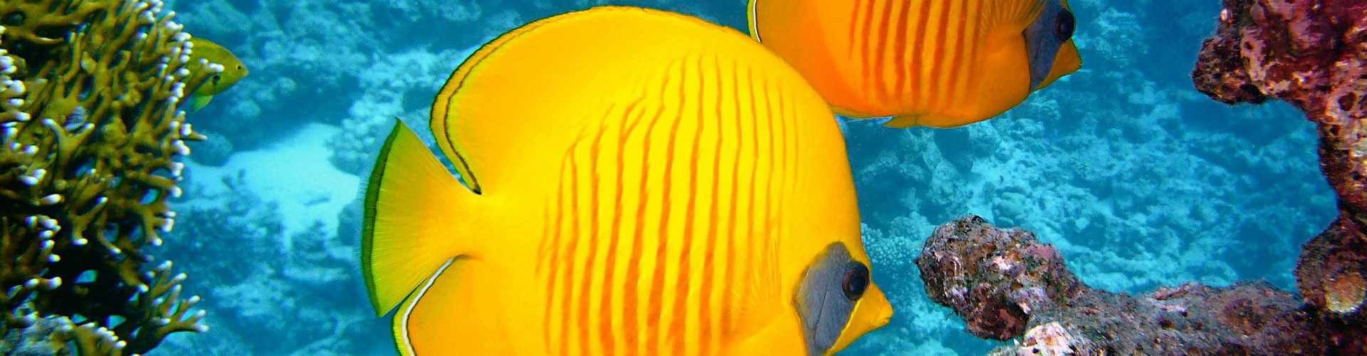 Tauchen in Ägypten » Die 10 schönsten Tauchreviere, Angebote und Tipps