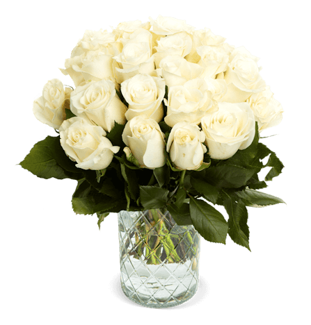 50 weiße Rosen für 27€ - 40 cm Länge, inkl. Frischemittel & Pflegeanleitung