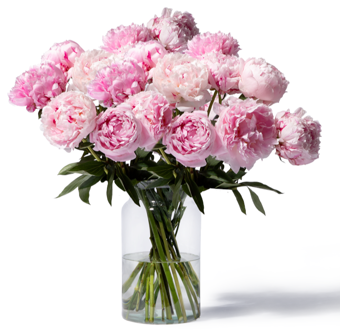 20 Pfingstrosen für 13€ - 50cm Länge, Lieferung bis 20. Juni