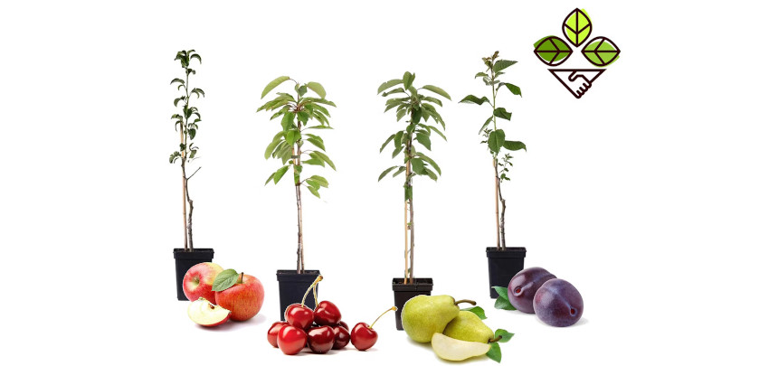 4x winterharte Säulen-Obstbäume 36€ – Apfel, Kirsche, Birne &amp; Pflaume (60–70 cm)