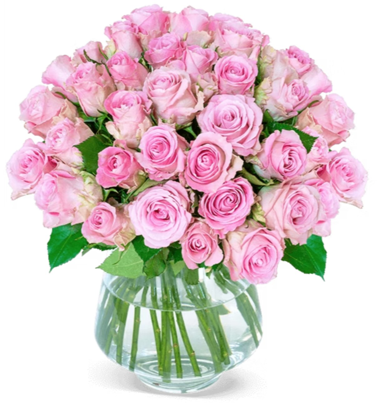 33-pinke-rosen 33-pinke-rosen