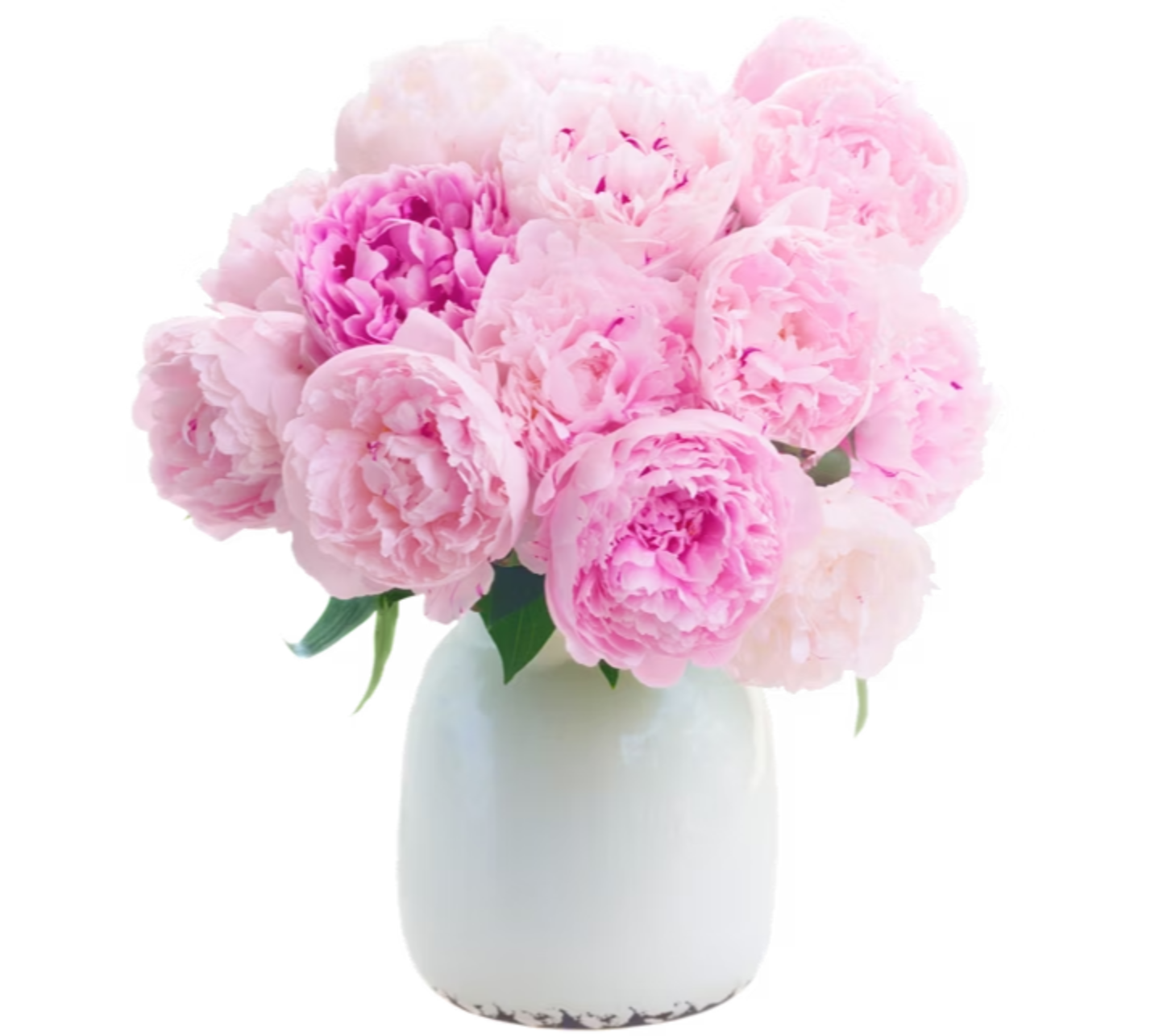 Nur für kurze Zeit! 20 rosa Pfingstrosen "Sarah Bernhardt" für 27€ - mit 7-Tage-Frische-Garantie