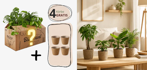 🪴 Zimmerpflanzen Mystery Box (4 Überraschungs-Pflanzen + 4 Körbe) für 34€ 🌿