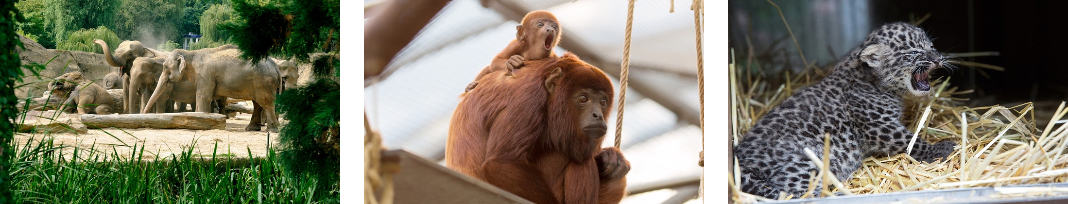 Tageskarte für den Kölner Zoo für 15€ - inkl. Eintritt ins Aquarium