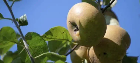 Duisburg (lokal) verschenkt Obstbäume