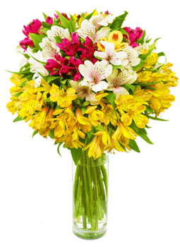 Miflora Blumenstrauß Sonneninsel für 12€ statt 25€