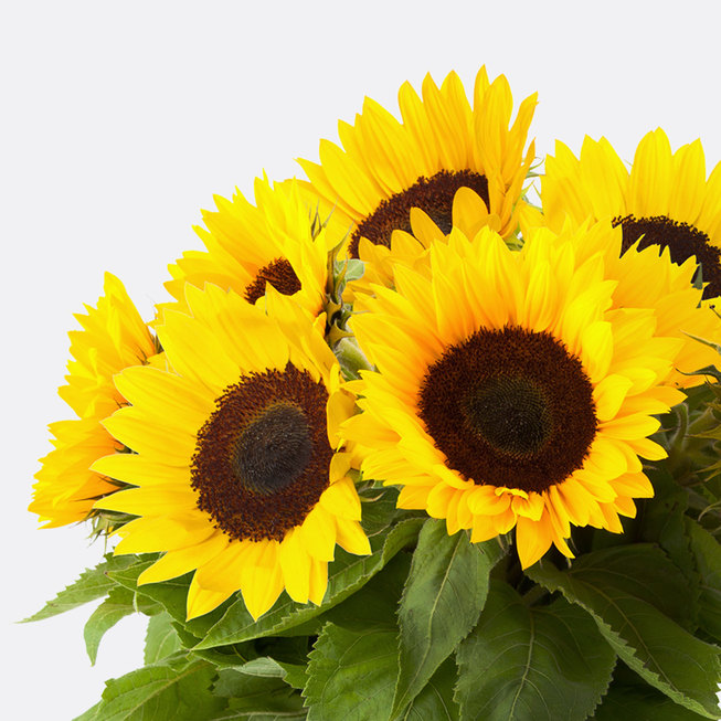 10 Sonnenblumen für 10€ – versandkostenfrei, für Neukund:innen