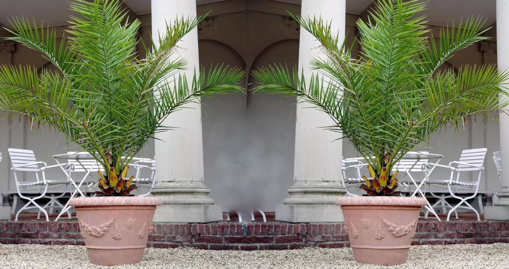 Noch gültig! 🌾Kanarische Dattelpalme für 22€ - 2x Phoenix Canariensis in 50-70 cm, lange grüne Blätter