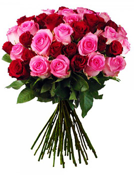 Rosenstrauß in rosarot mit 20 oder 40 Rosen für 16,85€ oder 24,85€ - bei Blume Ideal