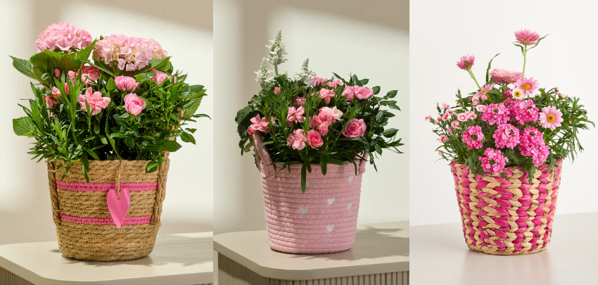 Blume2000-Gutschein---Geschenk--rbe