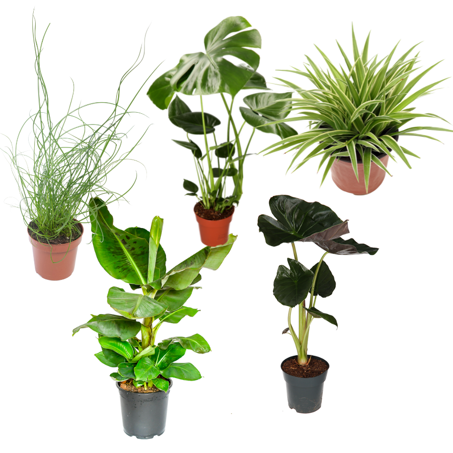 5er-Set Zimmerpflanzen "TropicLove" für 28€ - Monstera, Liebeslocken, Grünlilie, Bananenpflanze und Zebragras