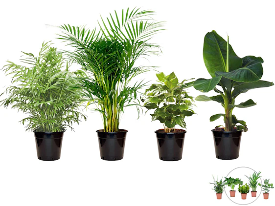 4x exotische Zimmerpflanzen für 24,90 EUR inkl. Versand