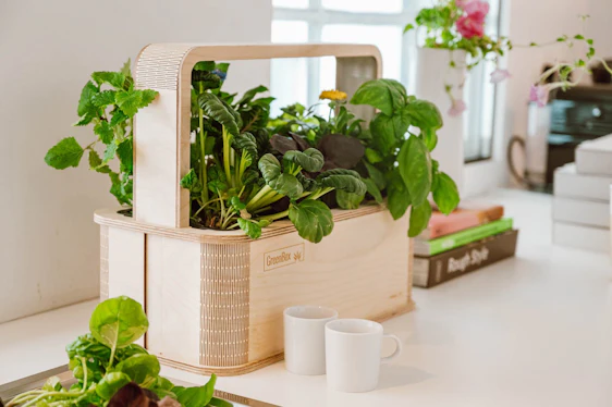 Die Greenbox von BerlinGreen -- der Smarte Indoor Garden für das ganze Jahr