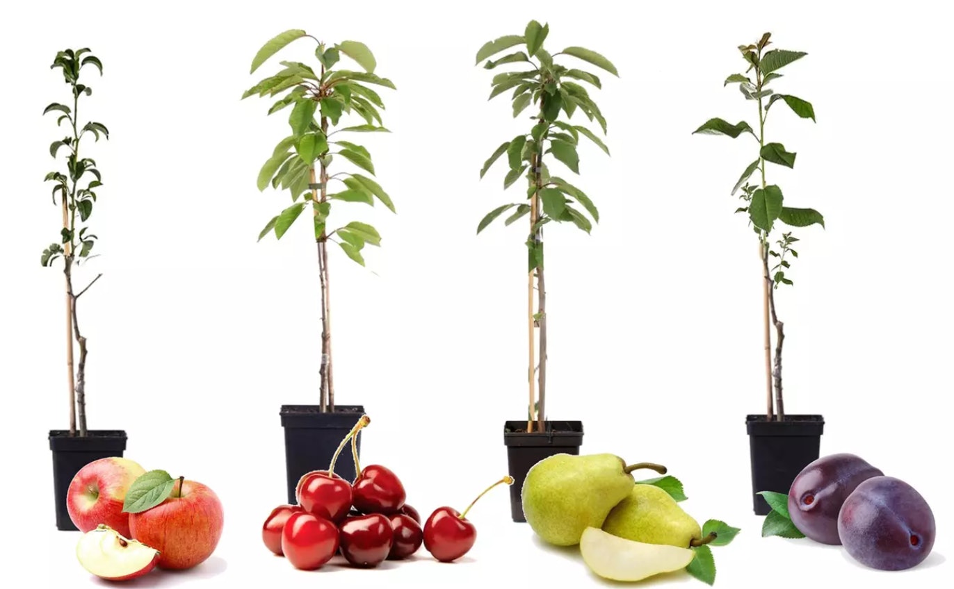 1693417936587 Obstbaeume guenstig