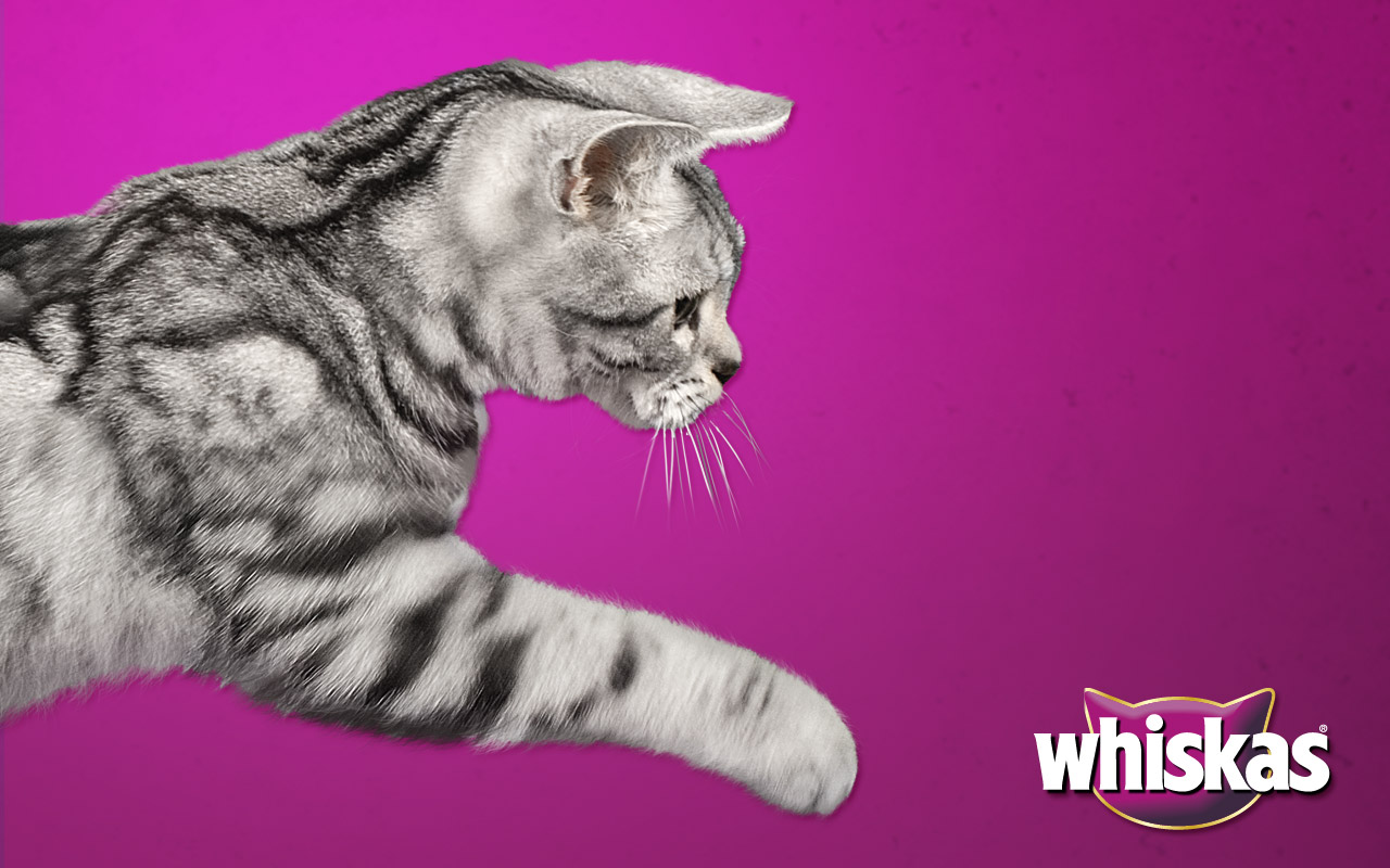 Whiskas Trockenprodukte gratis testen - dank Geld-zurück-Garantie