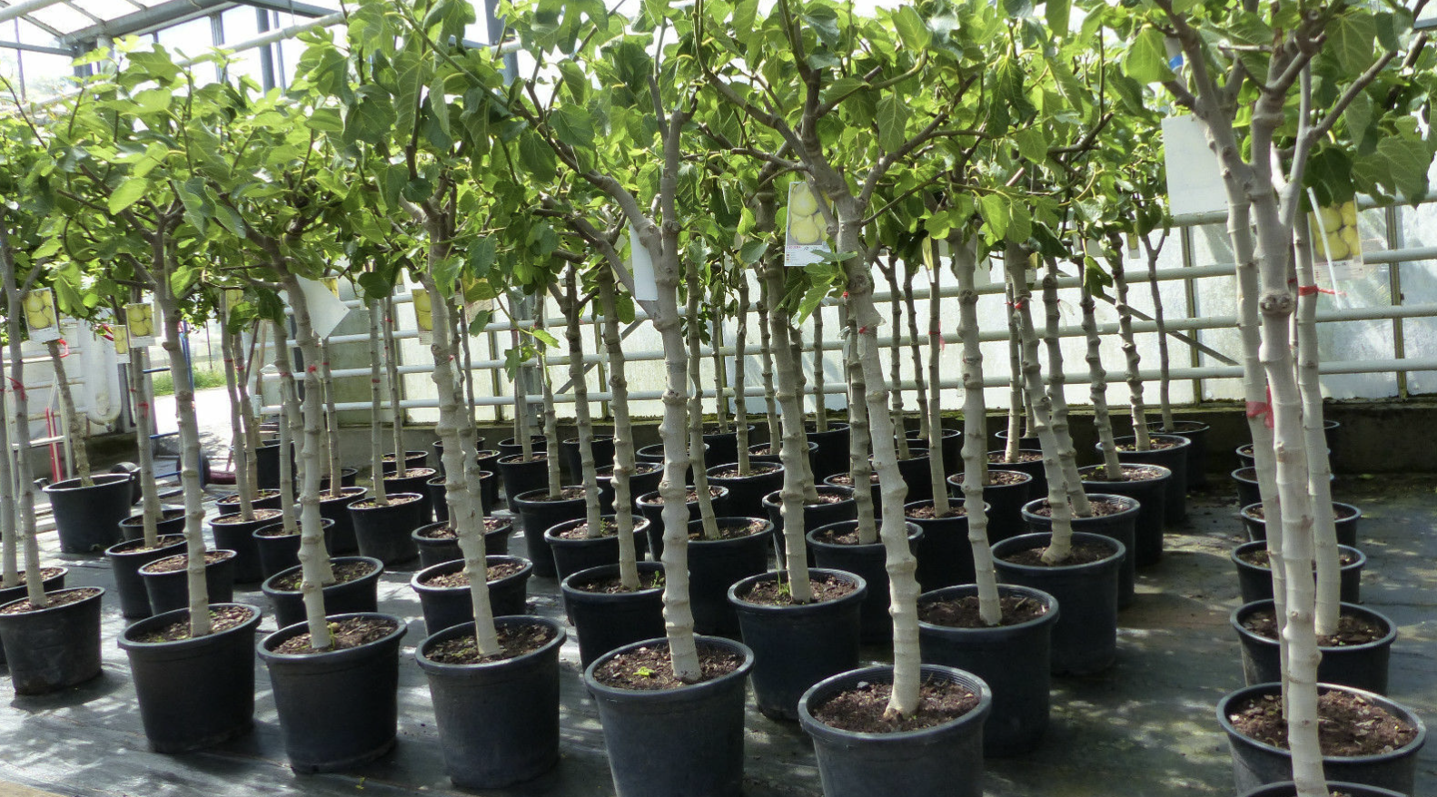 Feigenbaum für 58€ – 180 cm Obstbaum winterhart kräftiger Stamm, Ficus Carica