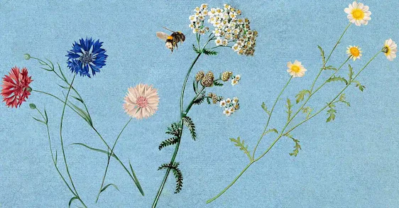 Insektenfreundliche Pflanzensamen gratis beim WWF